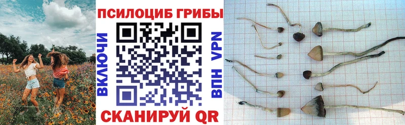 купить наркотики цена  Кочубеевское  Галлюциногенные грибы MAGIC MUSHROOMS 
